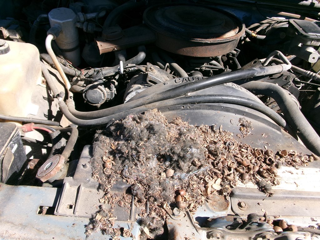 Photo 16 of this CHEVROLET EL CAMINO