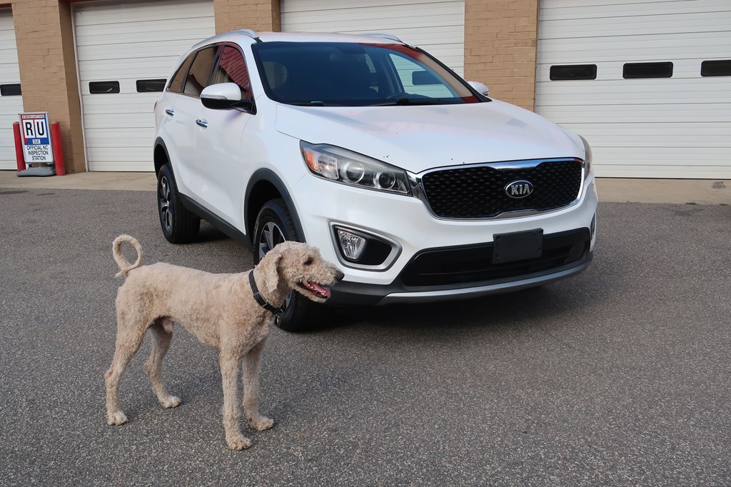 Photo 10 of this KIA SORENTO